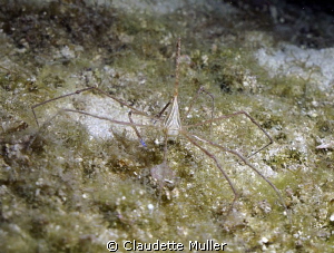 An Arrow Crab out for an evening stroll. Was able to capt... by Claudette Muller 